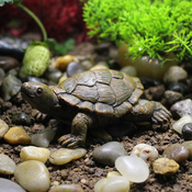 Generic Enhance your outdoor space with charming mini turtle ornaments: Resin tabletop eco-wonder paired with delightful succulent accents and mini landscaping, (21065465)