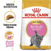 Royal Canin Suva hrana za macice Kitten British Shorthair - 2kg.