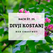 Bachove kapljice 25, Rdečecvetni divji kostanj - Red Chestnut, 10 ml