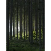 Venture Design Poster Woods 30x40 cm Zelena