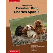 Traumrasse: Cavalier King Charles Spaniel