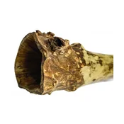 Didgeridoo Evkaliptus korenina 38140057