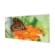 tulup.si Slika na akrilnem steklu Flower pisane metulj 100x50 cm 4 obešalnika