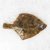 Romb, neočiščen, 1,5-2 kg, sveža