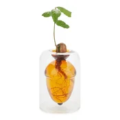 Balvi Vaza za vzgojo rastlin iz semen Acorn Vase 12 x 8,4 x 8,4 cm
