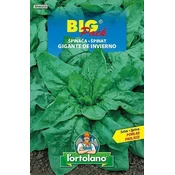 ŠPINAČA GIGANTE BIG PACK 20gr