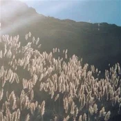 The Blithe Sons - The Great Orthochromatic Wheel (LP)