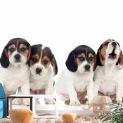 Foto tapeta - Sad Puppies 300x210