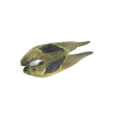 MALLARD DUCK WINGS-OLIVE DQW089