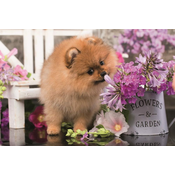 Trefl Puzzle Cute Animals: Radovedni kuža 54 kosov