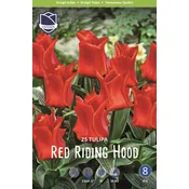 Čebulice tulipan Red Riding Hood, 25 kosov