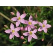 Institut Josif Pancic Caj kicica herba, 80g