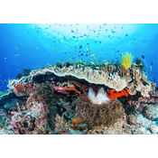 Meblo Trade Foto tapeta Coral Reef 400x280h cm