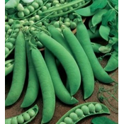 SENATORE GRAH 500gr