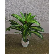 Lilium Dracena fragrans 65*65cm, bez saksije,WNT137656