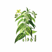 Kopriva (Urtica dioica), 100g