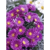Astra O lončka pribl. 11 cm Aster