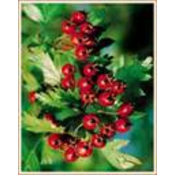 Institut Josif Pancic Caj gloga list sa cvetom, 80g
