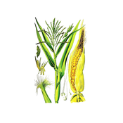 Kukuruzna svila, 100g