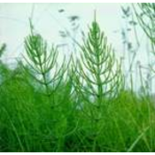 Institut Josif Pancic Caj rastavic herba, 50g