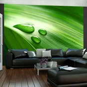 Foto tapeta - Leaf and three drops of water 250x193