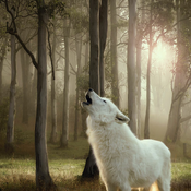 Wolf of Wilderness Adult 6 x 800 g - NOVO: White Infinity - konj-15 % Zimska Razprodaja