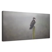 shumee Platno s tiskom Živali Ptica Sokol 120x60 cm