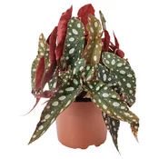 BEGONIA MACULATA Lončnica, pikčasta begonija, 12 cm