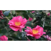 CAMELLIA SASANQUA, KAMELIJA PON PON