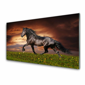 tulup.si Stenska plošča za kuhinjo Črna horse meadow živali 100x50 cm