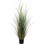 A La Maison Preslica (Equisetum), 120 cm