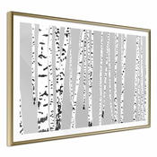 Poster - Birch Wood 45x30