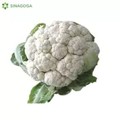KARFIOL POVOC