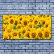 tulup.si Slika na akrilnem steklu Sončnica rastlin narava 140x70 cm 2 obešalnika