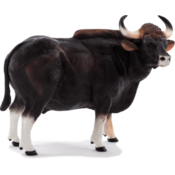 Mojo Gaur bik