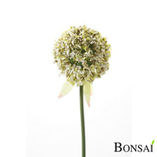 Alium 70cm