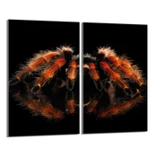 shumee Steklena zaščitna plošča za štedilnik 2x30x52 Spider