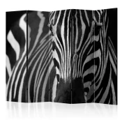 artgeist Paravan Zebra I, 5-Delni, Dvostranski