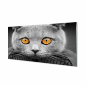 tulup.si Steklena slika Siva britanska mačka 140x70 cm 2 obešalnika