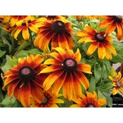 RUDBEKIJA AMERIŠKA ČRNOOKA 0,7gr