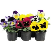 Mačeha, različne barve, O lončka pribl. 9 cm, Viola wittrockiana