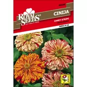 SEME ROYAL SEEDS 88 Cinija Candy Stripe