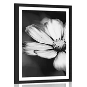 Plakat s paspartujem vrtni cvet kozmeje v črnobeli varianti - 40x60 white