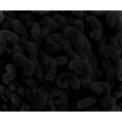 Himalaya Dolphin Loop 08 Black
