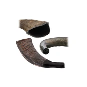 Bivolji rog 43cm 38640231
