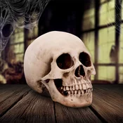 Dekoracija Skull - Craniology - U7126B25