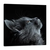 shumee Platno s tiskom Živali Mačka 80x80 cm