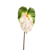 Anturium krem zelena 70 cm - 50 do 75 cm