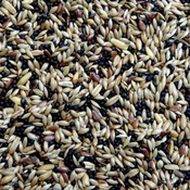Prestige hrana za kanarčke Standard 1kg rinfuza