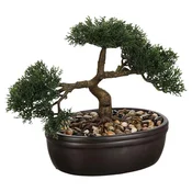 Ukrasna Biljka Bonsai